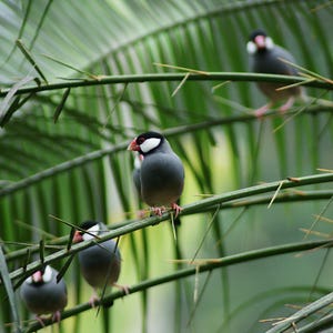 May include: Five small gray and white birds with red beaks perched on green branches. The birds are in a tropical setting with green leaves and branches.