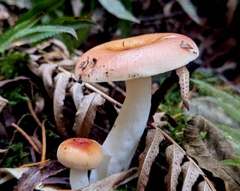 Russula Mushrooms on the Olympic Peninsula