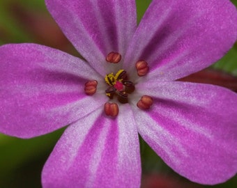 Herb Robert Flower Macro Petals Pink Eugene, OR