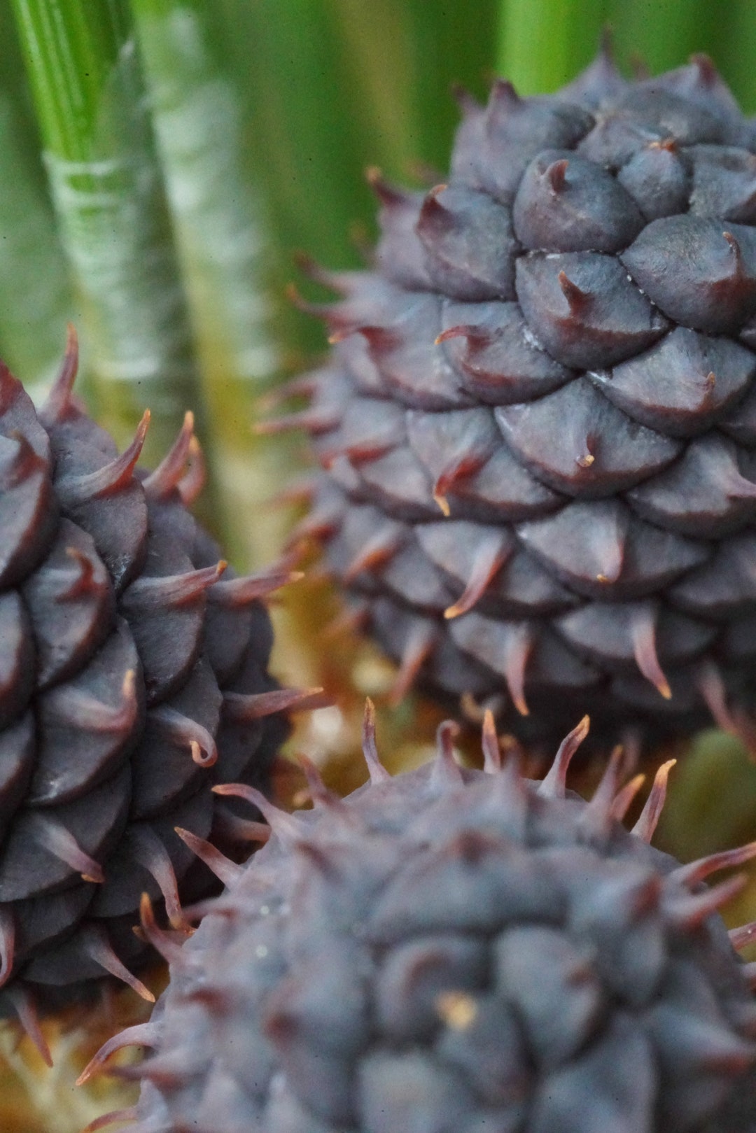 Lodgepole Pine Cones Tiny Cluster Etsy