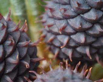 Southern Foxtail Pine Cone Macro Close-up Nature