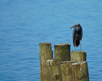 Pacific reef heron (Egretta sacra) Island of Fiji Water Bird Nautical Blue