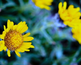 Alpine Gold (Hulsea algida) Great Basin National Park Flower Nature Wilderness