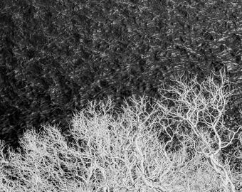 Hetch Hetchy reservoir in Yosemite National Park Black and White Abstract Water and dead Manzanita