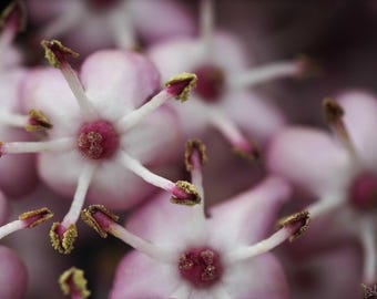 Black Lace Elderberry (Sambucus nigra) Silverton Oregon Flower Macro Pink White Close-up