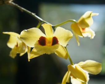 Dendrobium Gatton Sunray Orchid Fiji Island Spring Yellow and Red