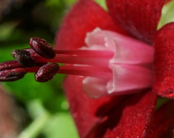 Ribes lobbii (gummy gooseberry, fuchsia-flowered gooseberry or pioneer gooseberry) Oregon Flower Nature Macro Art Unusual Red