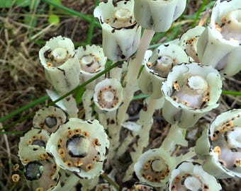 Ghost Plant (Monotropa uniflora) Flower Michigan White Unusual Nature