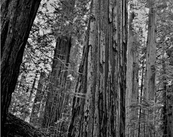 Redwoods Jedediah Smith State Park Black and White Nature Film Photography California