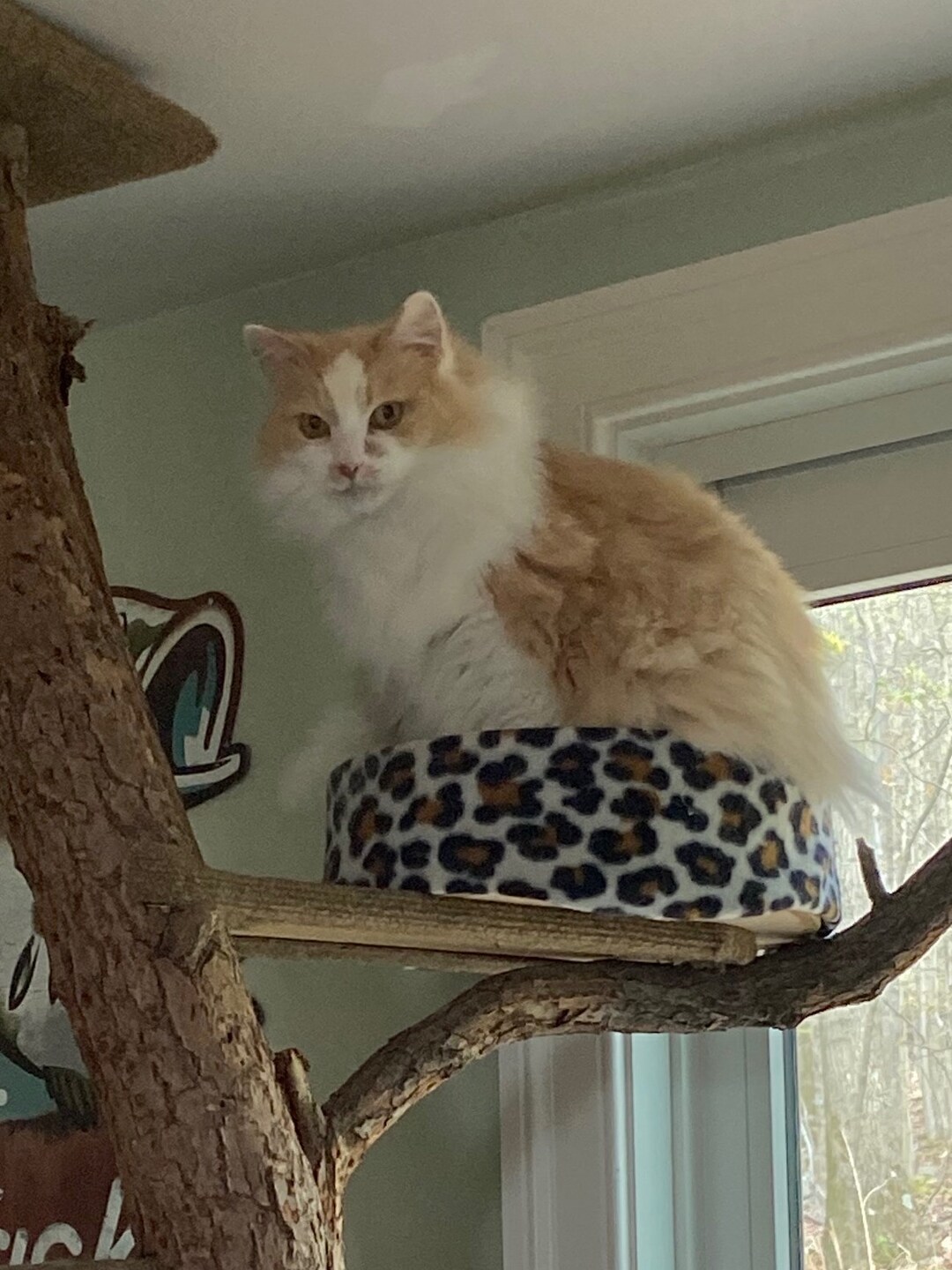 Cat Tree Cushion Mat /cat Tree Perch Cushion/cat Pillow Etsy