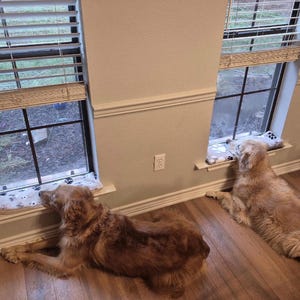 May include: Two golden-colored dogs lying on the floor, each resting their head on a rectangular white pet mat with a black paw print pattern placed on the window sill of two separate windows with white horizontal blinds and dark frames.