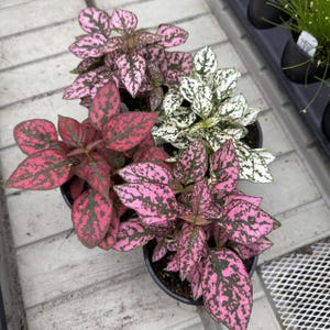 May include: A collection of potted polka dot plants with vibrant foliage. The leaves display a mix of pink, red, and white hues, speckled with green markings. The plants are arranged in black pots, showcasing their colorful patterns.
