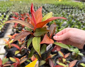 Philodendron Sun Red | Live Rooted Houseplant