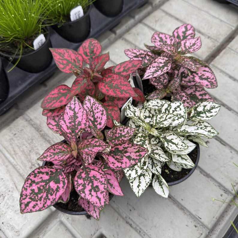 May include: A collection of potted Polka Dot plants with vibrant foliage. The leaves display a mix of colors, including pink, red, and white, speckled with green. The plants are in black pots, ready for planting or display.