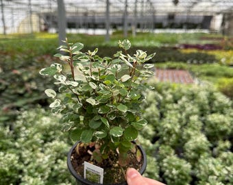 Breynia Snowbush | Live Rooted Houseplant/Perennia