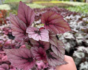 Rex Begoina Shadow King Pink | Live Rooted Houseplant