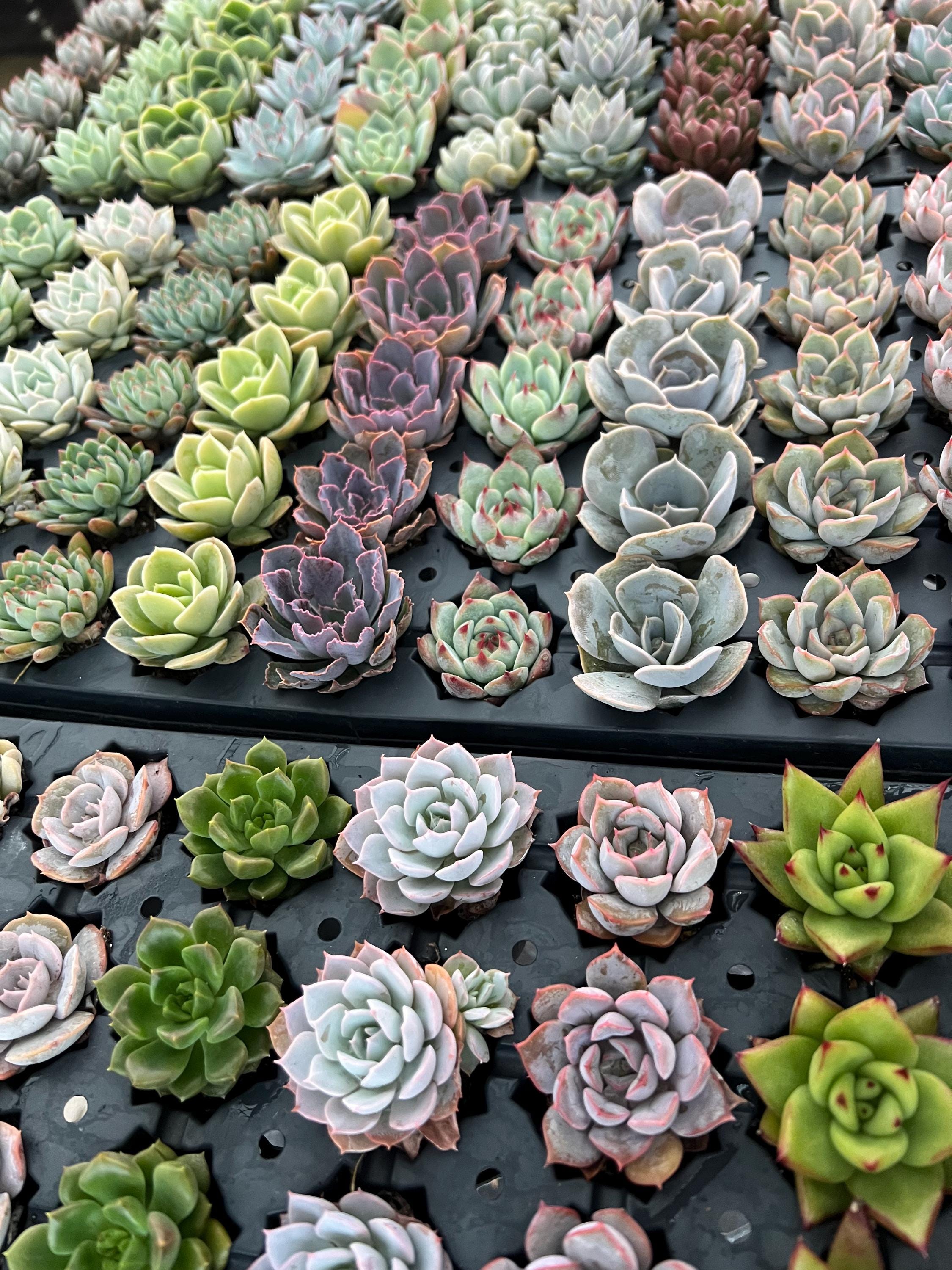 Succulents SucculentsII 2冊セット Succulents SucculentsII 2冊セット（Succulent Plants 2