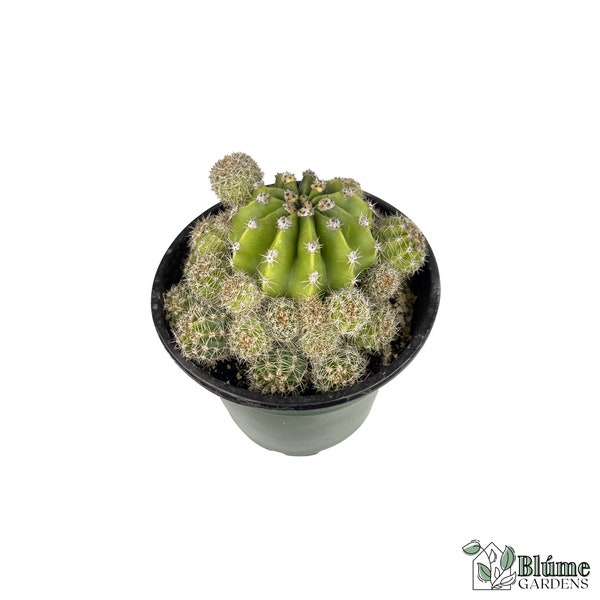 Echinopsis Eyriesii | Live Rooted Cacti Plant