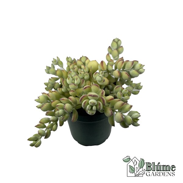 Cotyledon Pendens | Live Rooted Succulent Plant