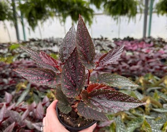 Begonia Maculata Pink Spot | Live Rooted Houseplants