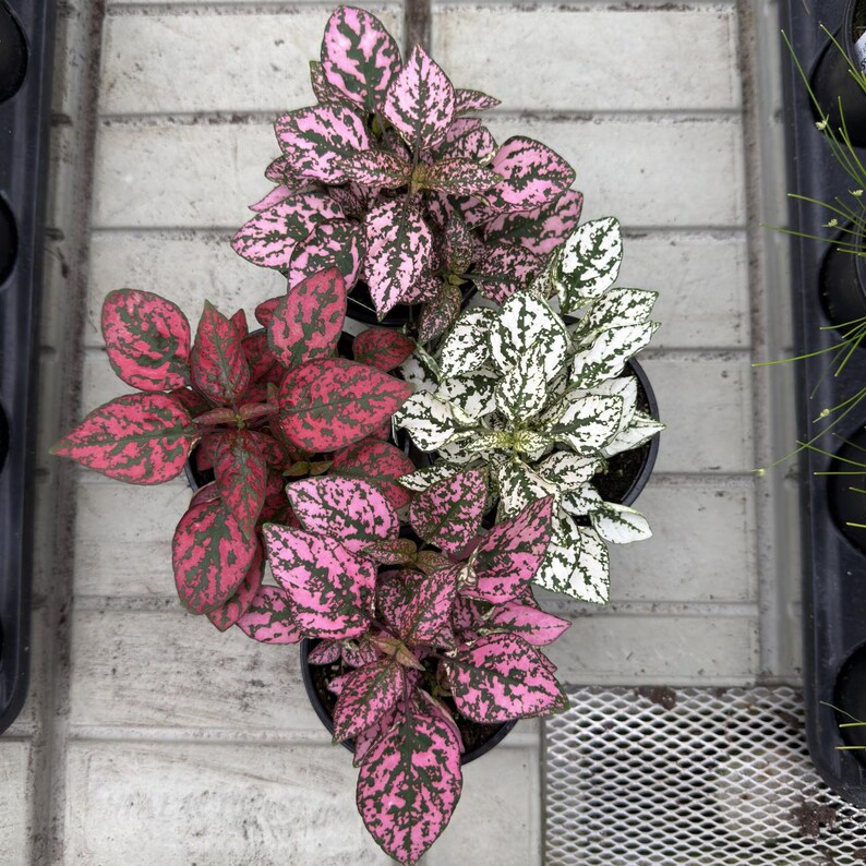 May include: Overhead view of several potted polka dot plants. The plants feature vibrant pink, red, and white leaves speckled with green. The pots are black and sit on a light gray brick surface.