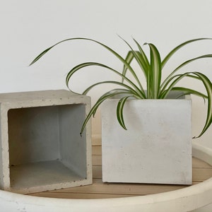 Könnte beinhalten: Zwei quadratische Beton-Pflanzkübel, einer mit einer grünen Grünlilie, auf einem weißen Holztablett.