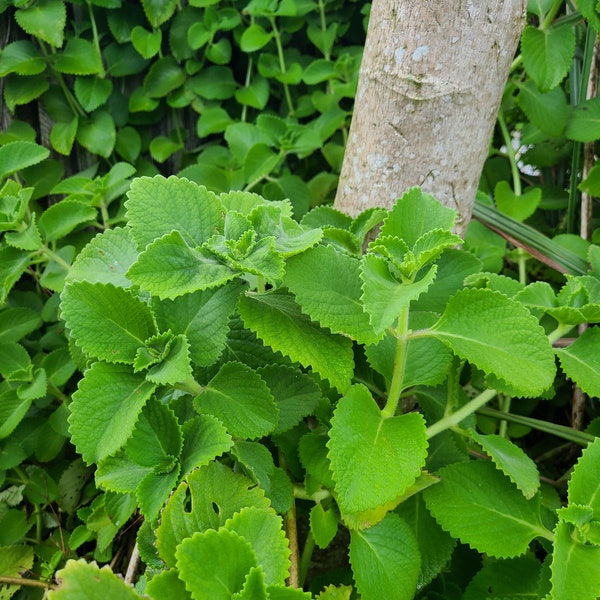 Cuban Oregano - Indian Borage (Coleus amboinicus) Two (2) Live Cuttings