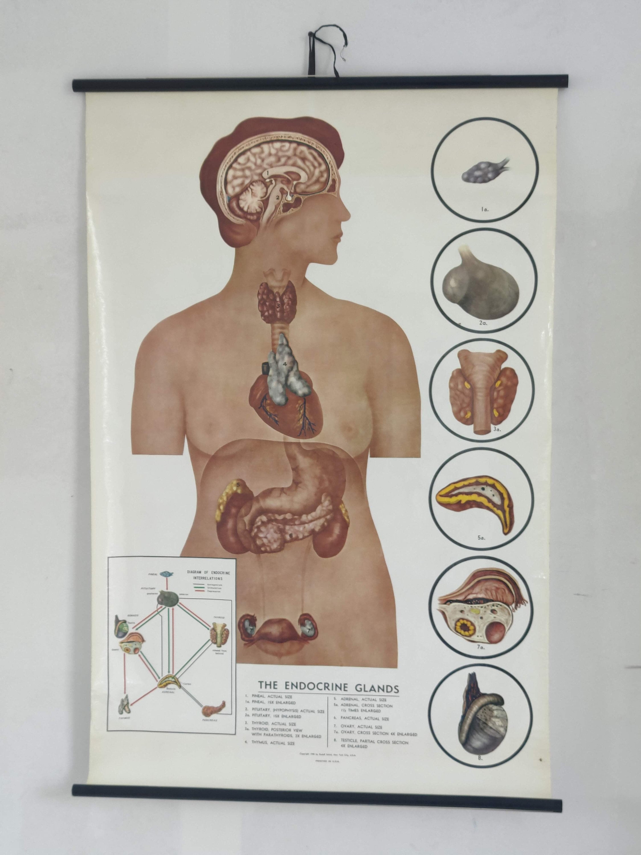 endocrine system diagram for kids unlabeled