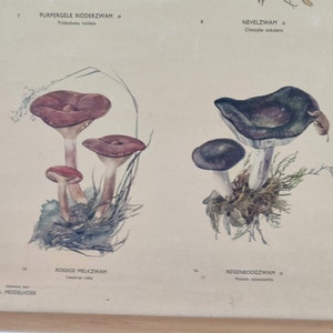 vintage school chart about mushrooms