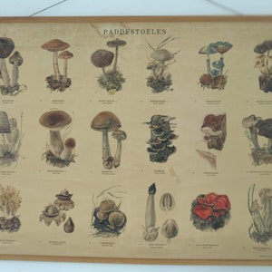 vintage school chart about mushrooms