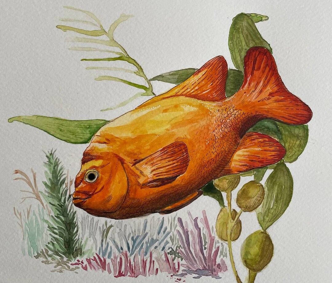 Garibaldi Fish Original Watercolor and Ink Painting - Etsy