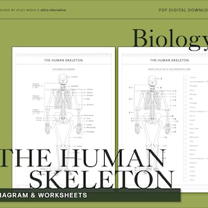 The Human Skeleton Diagram & Worksheets - Science Educational Resource Biology Worksheet Biology Diagram Anatomy Study Guide Stem Worksheet