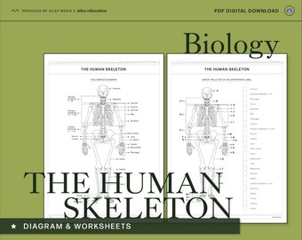 The Human Skeleton Diagram & Worksheets - Science Educational Resource Biology Worksheet Biology Diagram Anatomy Study Guide Stem Worksheet