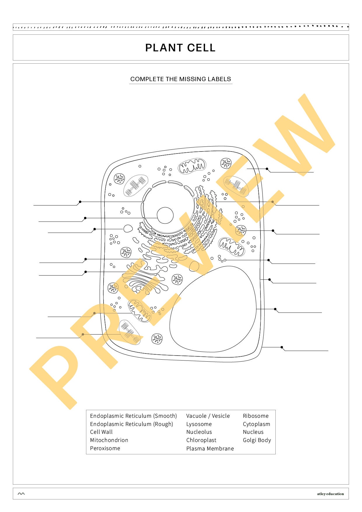 BUNDLE - Animal & Plant Cell Diagram and Differentiated Worksheets ...
