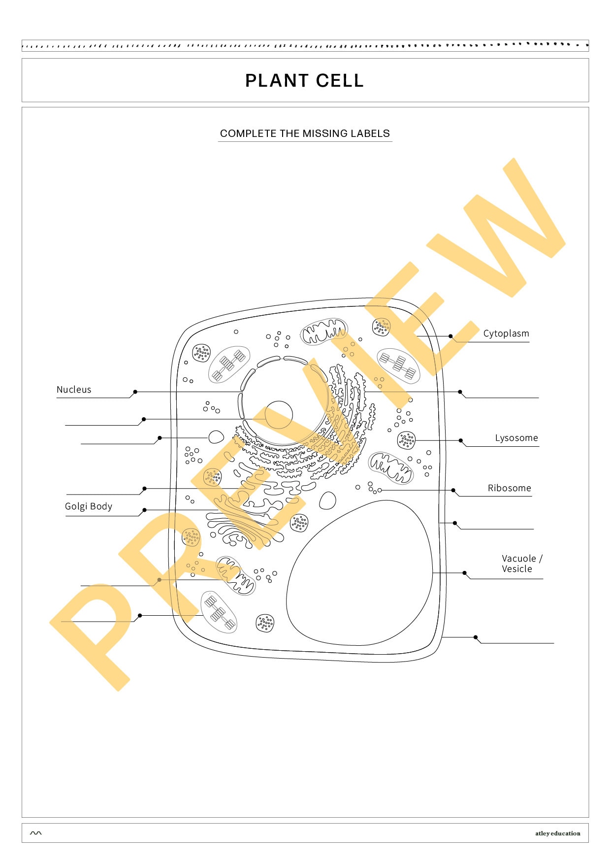 Plant Cell Diagram & Differentiated Worksheets - Science Educational ...