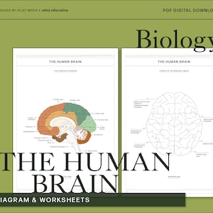 Könnte beinhalten: Ein druckbares Arbeitsblatt zum Lernen über das menschliche Gehirn. Das Arbeitsblatt enthält ein beschriftetes Diagramm des Gehirns und ein leeres Diagramm, das von den Schülern beschriftet werden kann.