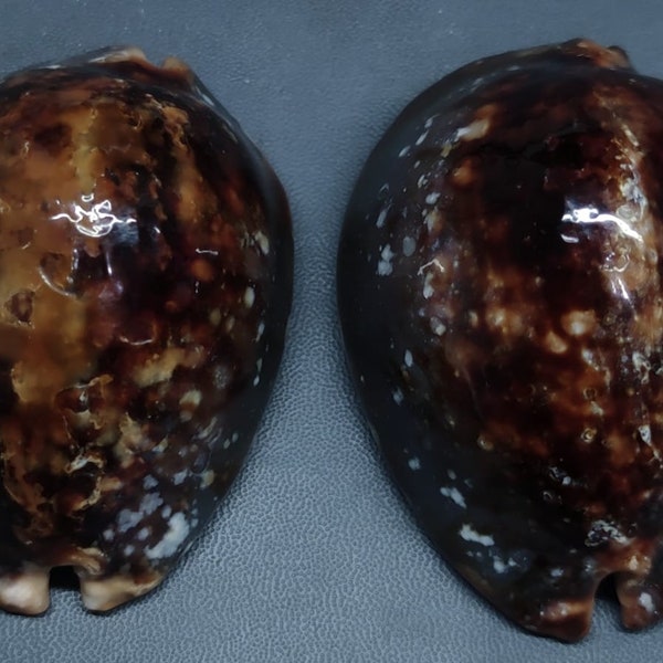 Cypraea mauritiana   -- 2 pcs  , RARE -- sea shell for the Decoration room, art and collector