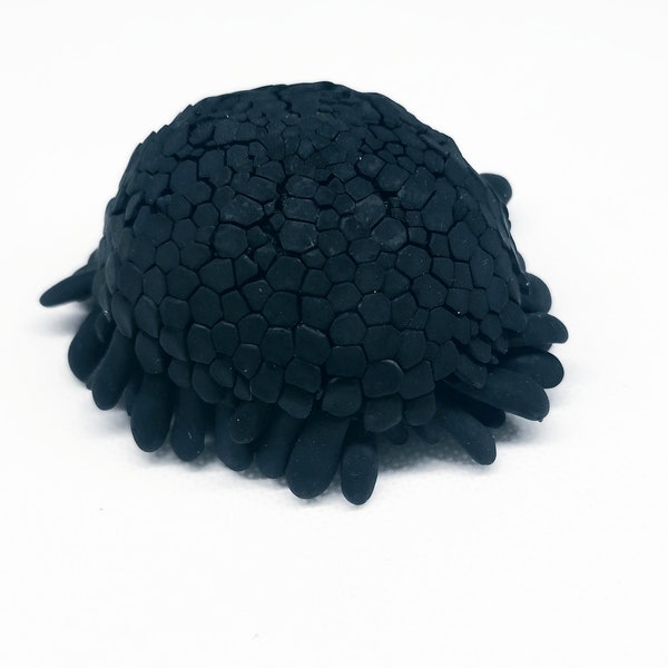 Rare sea urchin 3 pcs -Colobaritus atratus -decor- room decor -collector - sea shell