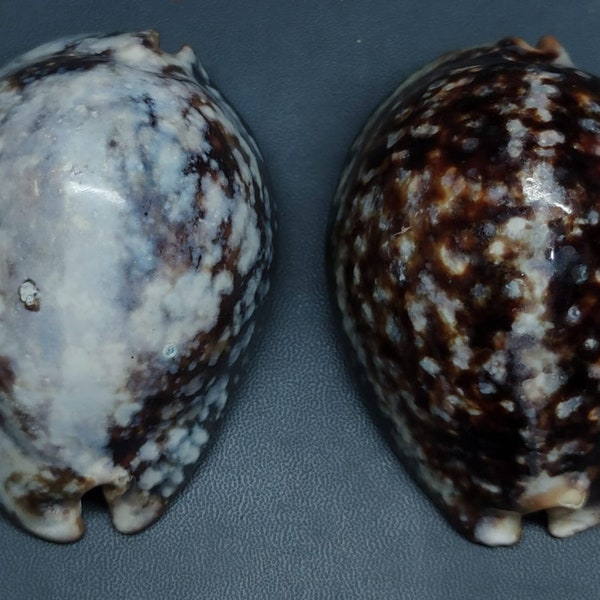 Cypraea mauritiana   -- 2 pcs  , RARE -- sea shell for the Decoration room, art and collector