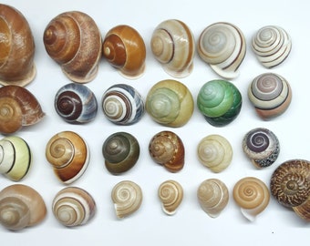 Land Snails  25 pcs complet Asperitas from Indonesia + data location -- sea shell for the Decoration room, art and collector -- for study