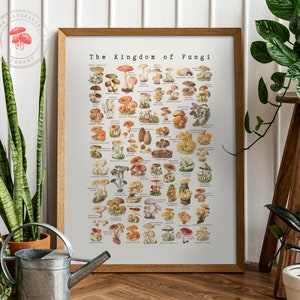 Vintage Mushroom Poster - Antieke Mycologie Illustratie - Wetenschappelijke Schimmels Grafiek Afdrukken