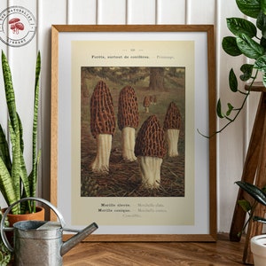 Vintage Morel Print (1911) - Antique Botanical Illustration - Mushroom Poster