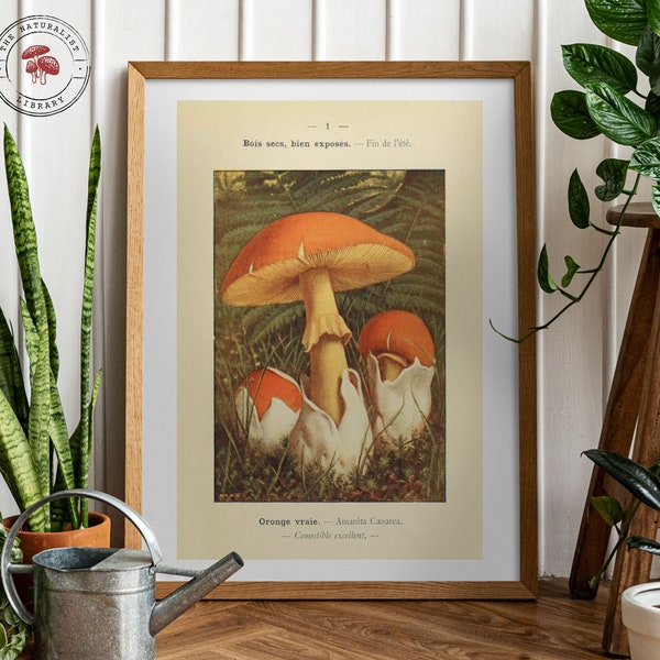 Stampa vintage Amanita (1911) - Illustrazione botanica antica - Poster di funghi
