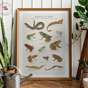Poster vintage di anfibi - Illustrazione antica di batracologia - Stampa di grafici scientifici di animali di rane, rospi e altri anfibi
