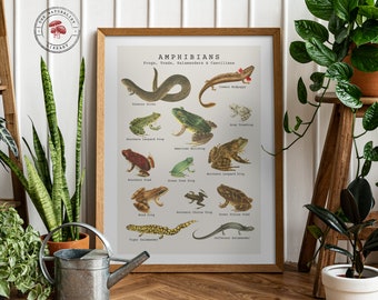 Affiche vintage d'amphibiens - Illustration de batrachologie antique - Impression graphique scientifique animale de grenouilles, de crapauds et d'autres amphibiens