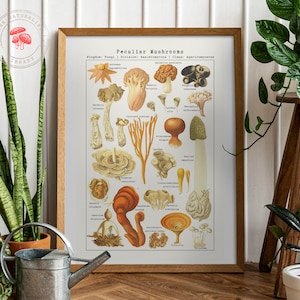 Cartel de setas vintage - Ilustración de micología antigua - Impresión científica de gráficos de hongos de especies peculiares