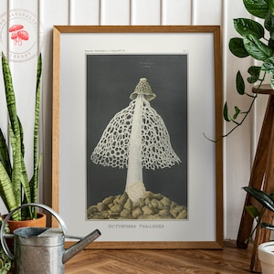 The Veiled Lady (1895) - Fine Art Mushroom Print - Vintage Fungi Poster - Antique Botanical Illustration