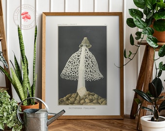 The Veiled Lady (1895) - Fine Art Mushroom Print - Vintage Fungi Poster - Antique Botanical Illustration