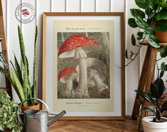 ベニテングタケ　Amanita muscaria キノコ　模型 ベニテングタケ Amanita muscaria キノコ 模型 ベニテングタケ