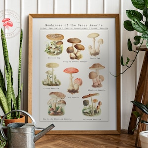 Cartel de hongos vintage - Ilustración de micología antigua - Impresión científica de gráficos de hongos de varias especies de Amanita